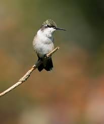 Curious Hummingbird Photograph by Leslie Abram