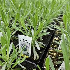 Image result for Lavandula angustifolia Vera