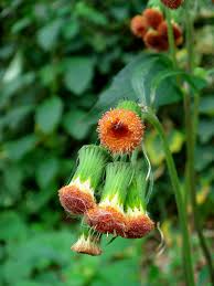 Image result for Crassocephalum crepidioides