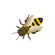 Download this minecraft png transparent png image as an icon or download the original size directly. Bee Png Transparent Background Png Lux