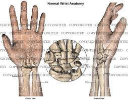 Image result for Normal Anatomic Position of the Hand and Wrist