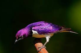 Birds That Cannot Fly List Tropical Starlings Google Search Aves Animales