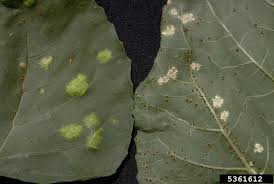 We did not find results for: White Rust Treatment How To Prevent White Rust Fungus