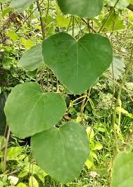 Image result for Cissampelos