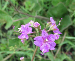 Image result for Commicarpus pedunculosus