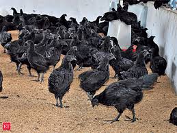 Black Chicken Bone Of Contention Madhya Pradesh