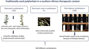 Image result for Synadenium pereskiifolium