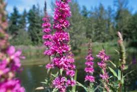 How To Prepare Butterfly Bushes For Winter Butterfly Bush Pruning Butterfly Bush Fall Plants
