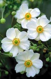 Anemone Hybrida Honorine Jobert Bodembedekker Voor Border Beautiful Flowers Flower Garden Amazing Flowers