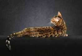 We did not find results for: Kolla Family Name