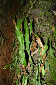 Image result for Loxogramme