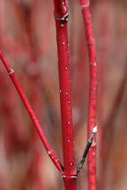 The most common red dogwood sticks material is metal. Cornus Sericea Red Osier Dogwood Redtwig Dogwood Tatarian Dogwood North Carolina Extension Gardener Plant Toolbox