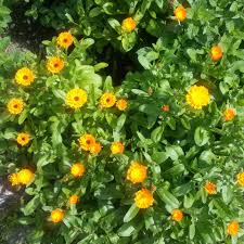 Die Ringelblume Der Star Der Naturheilkunde Ringelblume Heilpflanzen Naturheilkunde