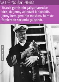 Farelerden Sorumlu Kedi Jenny Titanik 1 Evcil Hayvanlar Kedi Hayvan