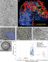 Free ribosomes function in animal cell. Ribosome Associated Vesicles A Dynamic Subcompartment Of The Endoplasmic Reticulum In Secretory Cells Science Advances