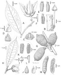 Image result for Uvariastrum germainii