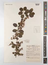 Image result for Combretum microphyllum