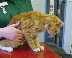 Dietary Management Of The Cat With Chronic Kidney Disease The Veterinary Nurse