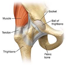 Its quadrangular shape and flat design allow it to adduct and flex the hip joint. How Your Hip Works Saint Luke S Health System