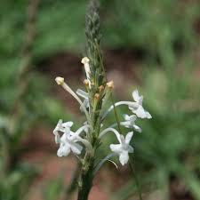 Image result for Chascanum hederaceum