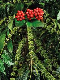 Image result for Coffea mufindiensis