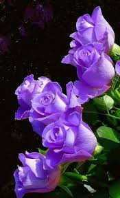 Send grandmother flowers with a bouquet and gifts to sending grandma just because flowers is perhaps the most touching delivery that you can give her. Beautiful Purple Flowers Purple Was My Grandma Eloise S Favorite Color I Always Think Of Her Especially When I Amazing Flowers Purple Flowers Purple Roses
