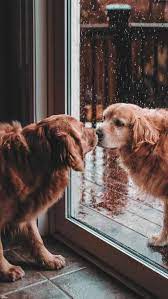 Iphone And Android Wallpapers Cute Dogs Wallpaper For Iphone And Android Cute Dog Wallpaper Cute Animals Cute Baby Animals