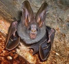 25 Of The Cutest Bat Species Mnn Mother Nature Network