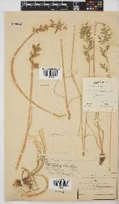 Image result for Eragrostis sclerantha
