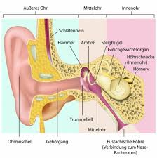 Otosklerose Ursachen Beschwerden Therapie Gesundpedia De