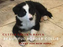 Border Collie Puppy For Sale In Wills Point Tx Adn 28473 On Puppyfinder Com Gender Female Border Collie Puppies For Sale Border Collie Puppies Border Collie
