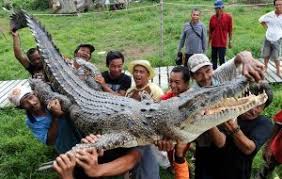 Buaya bujang senang ini memiliki ciri yang khas yakni dengan adanya jalur putih yang berada di belakang badannya. Kisah Bujang Senang Indet Sanabong Yang Mematikan Buaya Dengan Sekali Tampar Soscili