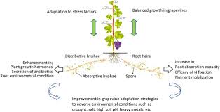 Image result for peronospora grapevine