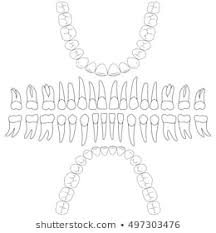 Dental Chart Images Stock Photos Vectors Shutterstock