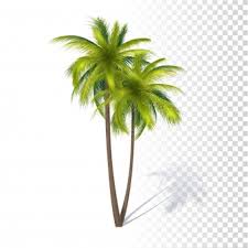 Imagens Palmeira Vetores Fotos De Arquivo E Psd Gratis Palmera vector resources are for free download on yawd. imagens palmeira vetores fotos de