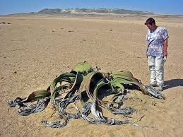 Image result for Uvaria welwitschii