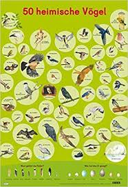 Mein Lernposter 50 Heimische Vogel Amazonsmile Maria Mahler Christine Henkel Bucher Heimische Vogel Vogelkunde Vogel Im Garten