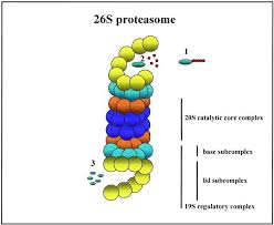 Proteasomes are central elements of the ups and represent large multisubunit protein complexes directly responsible for the protein degradation. Role And Function Of The 26s Proteasome In Proliferation And Apoptosis Laboratory Investigation