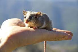 The Palm Sized Mountain Pygmy Possum Lives In The Australian Alps And Is The Only Marsupial In The World To Hibernate Australia Animals Animals Life