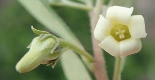 Image result for Diospyros dichrophylla