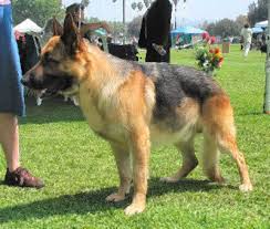 German Shepherd Gsd Alsation Dog Breed Guide Information