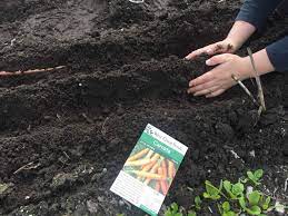 Not earlier than the end of april. How To Grow Carrots With Kids