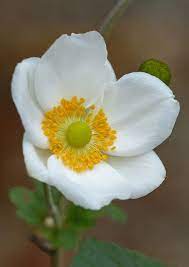 Japanese Anemone Anemone Sylvestris En 2020 Flores Bonitas Flores Flores Naturales