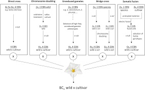 Image result for Lefebvrea longipedicellata