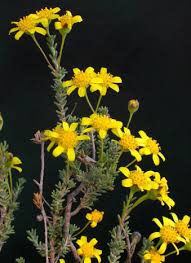 Image result for Euryops subcarnosus
