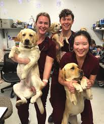 The MSPCA-Angell and Northeast Animal Shelter Merge Technology and Staffing  Advances in the Past Year