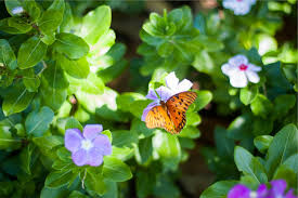 Butterflies like having an abundance of flowers to choose from! Flowers That Attract Butterflies And Birds Balcony Garden Web