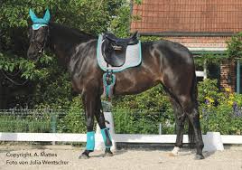 A&m reitsport fellsattel merino lammfell baumloser sattel reitpad. Mattes Lammfellgurte Welcher Gurt Passt Zu Welchem Pferd Pferdewiese