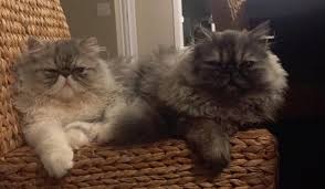 They're my dream cat, but if they have very serious health issues i'll just adopt only shelter kitties. Persian Specialty Purebred Cat Rescue