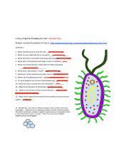 2.06 mb dimension use the download button to find out the full image of plant cell coloring worksheet answer key free, and download it for a computer. Cell Coloring Prokaryote Key Color A Typical Prokaryote Cell Answer Key Student Document Available For Free At Course Hero